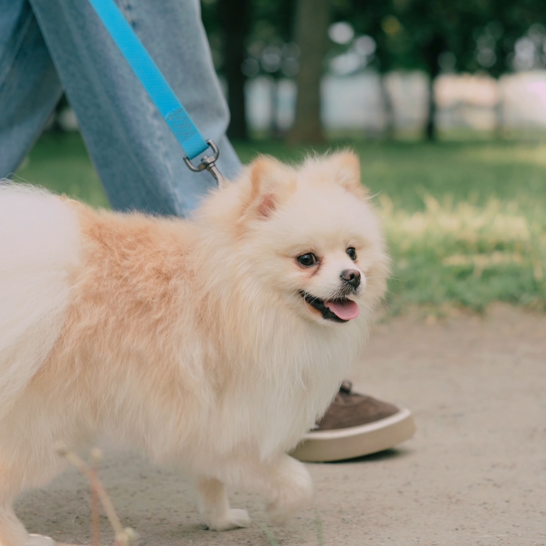 An excited pomeranian being taken for a walk in the park